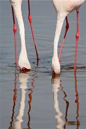 simsearch:841-03506025,k - Lesser flamingo (Phoeniconaias minor), Lake Nakuru National Park, Kenya, East Africa, Africa Stock Photo - Rights-Managed, Code: 841-03507685
