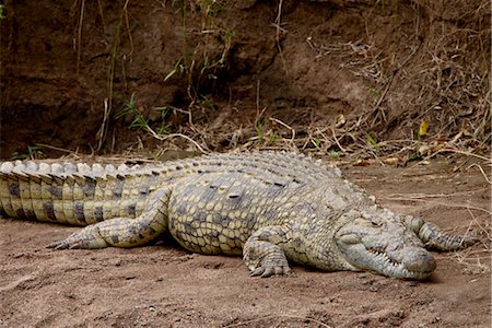 simsearch:841-03506025,k - Nile crocodile (Crocodylus niloticus), Masai Mara National Reserve, Kenya, East Africa, Africa Stock Photo - Rights-Managed, Code: 841-03507688