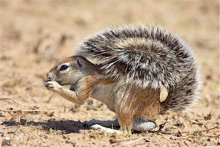 simsearch:841-03506025,k - Male Cape ground squirrel (Xerus inauris), Kgalagadi Transfrontier Park, encompassing the former Kalahari Gemsbok National Park, South Africa, Africa Stock Photo - Rights-Managed, Code: 841-03507694