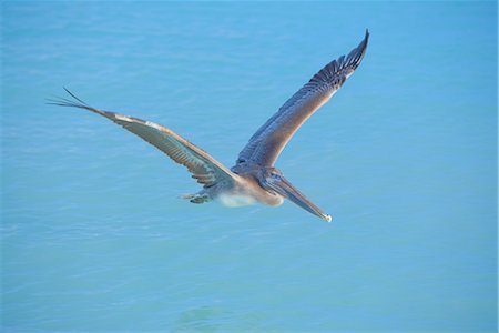 Pelican flying over sea, Key West, Florida, United States of America, North America Stock Photo - Rights-Managed, Code: 841-03517248