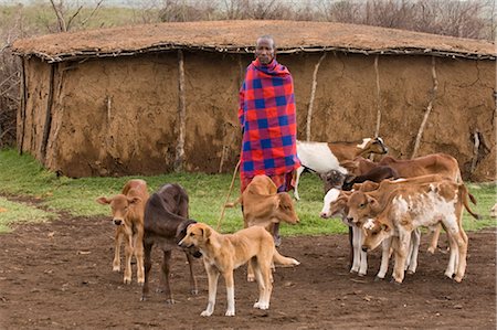 simsearch:841-03673550,k - Masai with his cattle, Masai Mara, Kenya, East Africa, Africa Stock Photo - Rights-Managed, Code: 841-03517599