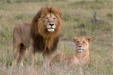 Lion pair (Panthera leo), Masai Mara National Reserve, Kenya, East Africa, Africa Stock Photo - Rights-Managed, Code: 841-03517607