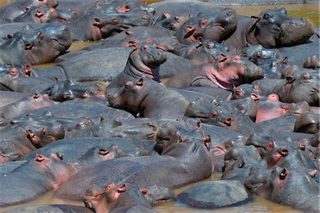 Baby hippo standing in the middle of a herd (Hippopotamus amphibius), Masai Mara National Reserve, Kenya, Africa Stock Photo - Rights-Managed, Code: 841-03517618