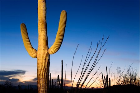 Saguaro cactus in Tucson Mountain Park, Tucson, Arizona, United States of America, North America Stock Photo - Rights-Managed, Code: 841-03517969