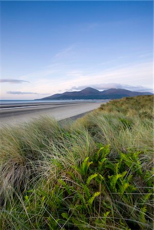 simsearch:841-03518373,k - Ferns growing amongst the sand dunes at Murlough Nature Reserve, with views to Dundrum Bay and the Mountains of Mourne beyond, County Down, Ulster, Northern Ireland, United Kingdom, Europe Stock Photo - Rights-Managed, Code: 841-03518666