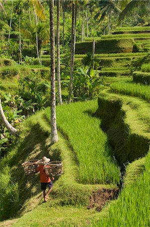 Rice terraces near Tegallalang Village, Bali, Indonesia, Southeast Asia, Asia Stock Photo - Rights-Managed, Code: 841-03518785