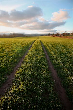 surpassing - An old lane almost overtaken by grass in a field near Peterchurch, Golden Valey, Herefordshire, England, United Kingdom, Europe Foto de stock - Con derechos protegidos, Código: 841-03518787