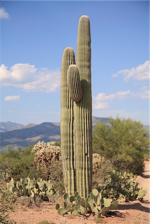Saguaro cactus, Saguaro National Park, Rincon Mountain District, Tucson, Arizona, United States of America, North America Foto de stock - Con derechos protegidos, Código: 841-03518865