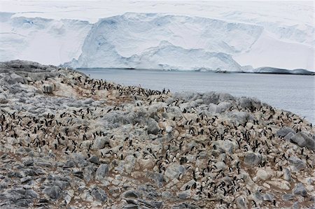 simsearch:693-03301867,k - Adelie penguin colony (Pygoscelis adeliae), Commonwealth Bay, Antarctica, Polar Regions Stock Photo - Rights-Managed, Code: 841-03674005