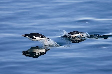 simsearch:841-03674388,k - Adelie penguins (Pygoscelis adelia), Dumont d'Urville, Antarctica, Polar Regions Stock Photo - Rights-Managed, Code: 841-03674009