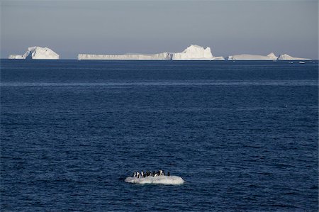 simsearch:693-03301867,k - Adelie penguins (Pygoscelis adeliae) on ice floe, Dumont d'Urville, Antarctica, Polar Regions Stock Photo - Rights-Managed, Code: 841-03674015