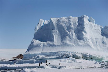 simsearch:693-03301867,k - Adelie penguins (Pygoscelis adeliae), in front of an iceberg, Dumont d'Urville, Antarctica, Polar Regions Stock Photo - Rights-Managed, Code: 841-03674010