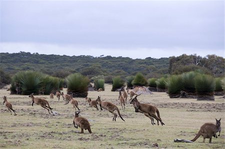 simsearch:841-03490067,k - Kangaroo Island grey kangaroos (Macropus fuliginosus), Kelly Hill Conservation, Kangaroo Island, South Australia, Australia, Pacific Stock Photo - Rights-Managed, Code: 841-03674063