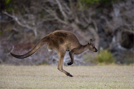 simsearch:841-03490067,k - Kangaroo Island grey kangaroo (Macropus fuliginosus), Kelly Hill Conservation, Kangaroo Island, South Australia, Australia, Pacific Stock Photo - Rights-Managed, Code: 841-03674070