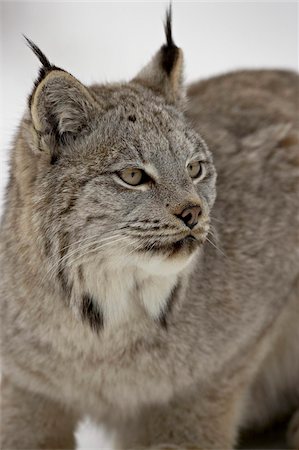 Canadian Lynx (Lynx canadensis) in snow in captivity, near Bozeman, Montana, United States of America, North America Foto de stock - Con derechos protegidos, Código: 841-03674312