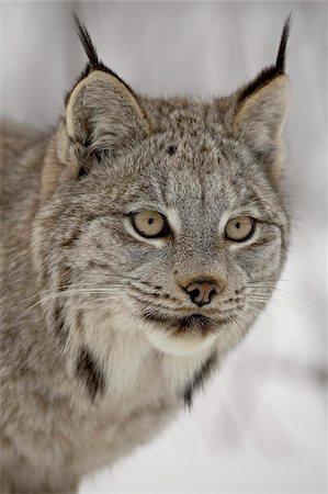 Canadian Lynx (Lynx canadensis) in snow in captivity, near Bozeman, Montana, United States of America, North America Foto de stock - Con derechos protegidos, Código: 841-03674313