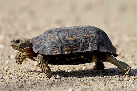 Speke's Hinged Tortoise (Kinixys spekii), Kruger National Park, South Africa, Africa Stock Photo - Rights-Managed, Code: 841-03674335