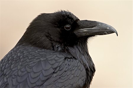simsearch:841-03674388,k - Common raven (Corvus corax), Petrified Forest National Park, Arizona, United States of America, North America Stock Photo - Rights-Managed, Code: 841-03674468
