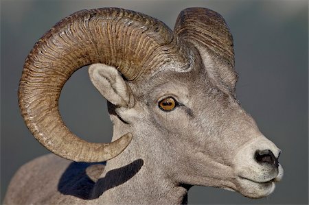 ram animal side view - Bighorn sheep (Ovis canadensis) ram, Glacier National Park, Montana, United States of America, North America Stock Photo - Rights-Managed, Code: 841-03674493