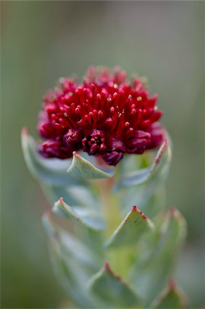 sedum - Roseroot (King's Crown) (Sedum rosea), Mount Evans, Colorado, United States of America, North America Stock Photo - Rights-Managed, Code: 841-03674557