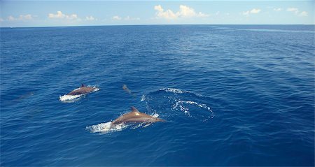 Dolphins swimming in Maldives, Indian Ocean, Asia Stock Photo - Rights-Managed, Code: 841-03675008