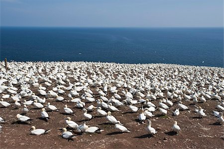 quebec scenic - Northern gannet colony, Ile Bonaventure offshore of Perce, Quebec, Canada, North America Stock Photo - Rights-Managed, Code: 841-03675020