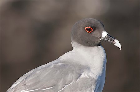simsearch:841-03674388,k - Swallow-tailed Gull (Creagrus furcatus), Islas Plaza (Plaza island), Galapagos Islands, Ecuador, South America Stock Photo - Rights-Managed, Code: 841-03675098