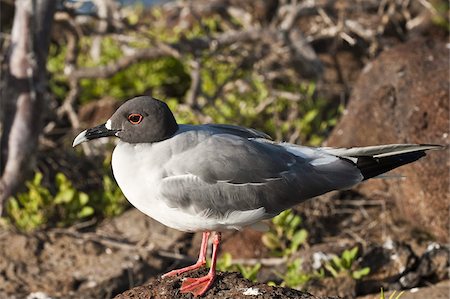 simsearch:841-03674388,k - Swallow-tailed Gull (Creagrus furcatus), North Seymour Island, Galapagos Islands, Ecuador, South America Stock Photo - Rights-Managed, Code: 841-03675093