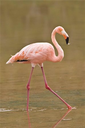 Pink flamingo (Phoenicopterus ruber), Cormorant Point, Isla Santa Maria (Floreana Island), Galapagos Islands, UNESCO World Heritage Site, Ecuador, South America Stock Photo - Rights-Managed, Code: 841-03675108