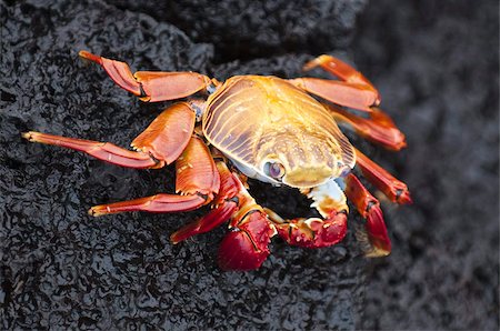 Sally lightfoot crab (Grapsus grapsus), Cormorant Point, Isla Santa Maria (Floreana Island), Galapagos Islands, Ecuador, South America Stock Photo - Rights-Managed, Code: 841-03675109