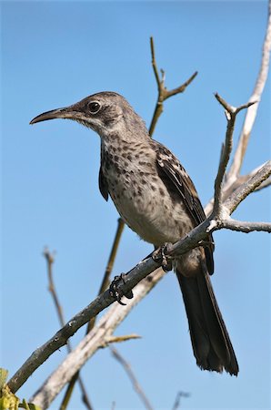 simsearch:841-03674388,k - Hood mockingbird (Nesomimus macdonaldi), Suarez Point, Isla Espanola (Hood Island), Galapagos Islands, UNESCO World Heritage Site, Ecuador, South America Stock Photo - Rights-Managed, Code: 841-03675118
