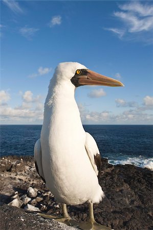 simsearch:841-03674388,k - Nazca Booby (Sula dactylatra), Suarez Point, Isla Espanola (Hood Island), Galapagos Islands, UNESCO World Heritage Site, Ecuador, South America Stock Photo - Rights-Managed, Code: 841-03675113