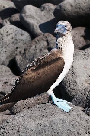 simsearch:841-03674388,k - Blue footed booby (Sula nebouxii), Isla Lobos off Isla San Cristobal (San Cristobal Island), Galapagos Islands, UNESCO World Heritage Site, Ecuador, South America Stock Photo - Rights-Managed, Code: 841-03675126
