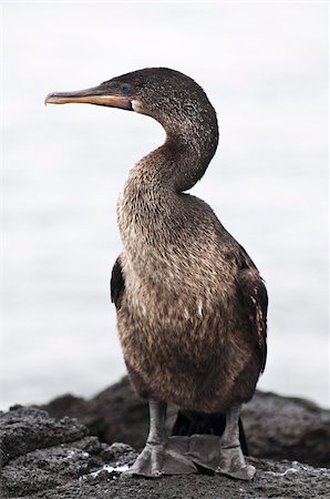 simsearch:841-03674388,k - Flightless cormorant (Phalacrocorax harrisi), Espinosa Point, Isla Fernandina (Fernandina Island), Galapagos Islands, UNESCO World Heritage Site, Ecuador, South America Stock Photo - Rights-Managed, Code: 841-03675137