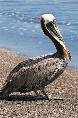 simsearch:841-03674388,k - Brown pelican (Pelecanus occidentalis), Port Egas (James Bay), Isla Santiago (Santiago Island), Galapagos Islands, UNESCO World Heritage Site, Ecuador, South America Stock Photo - Rights-Managed, Code: 841-03675131