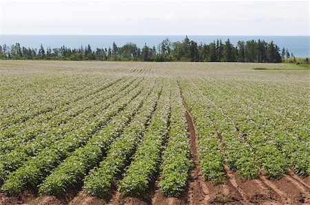 potato farm - Potato fields, Prince Edward Island, Canada, North America Stock Photo - Rights-Managed, Code: 841-03675161