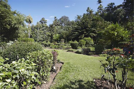 simsearch:841-03672349,k - Students' garden, Peradeniya Botanic Gardens, Kandy, Sri Lanka, Asia Stock Photo - Rights-Managed, Code: 841-03675207