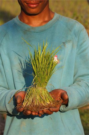 A rice field worker showing rice stalks, Siem Reap, Cambodia, Indochina, Southeast Asia, Asia Stock Photo - Rights-Managed, Code: 841-03675991