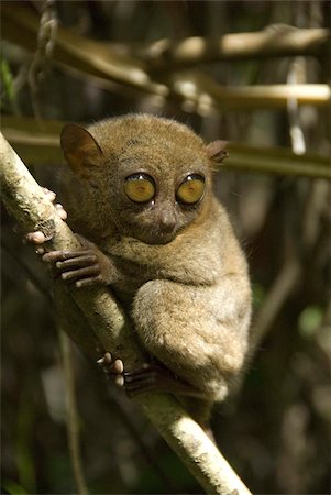 simsearch:700-00547107,k - Tarsier fraterculus, the smallest living primate, 130mm (5 ins) tall, Tarsier Sanctuary, Sikatuna, Bohol, Philippines, Southeast Asia, Asia Stock Photo - Rights-Managed, Code: 841-03672314