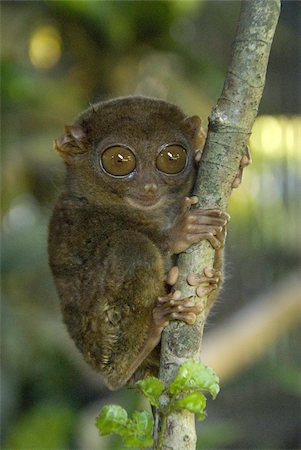 filipino - Tarsier fraterculus, the smallest living primate, 130mm (5 ins) tall, Tarsier Sanctuary, Sikatuna, Bohol, Philippines, Southeast Asia, Asia Foto de stock - Con derechos protegidos, Código: 841-03672315