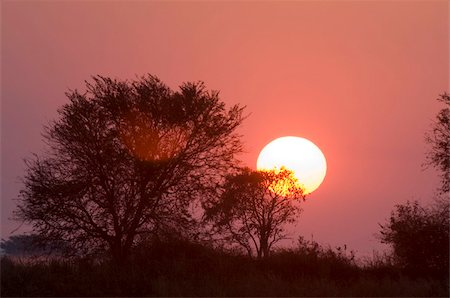 simsearch:862-03355195,k - Sunrise, Busanga Plains, Kafue National Park, Zambia, Africa Stock Photo - Rights-Managed, Code: 841-03673358