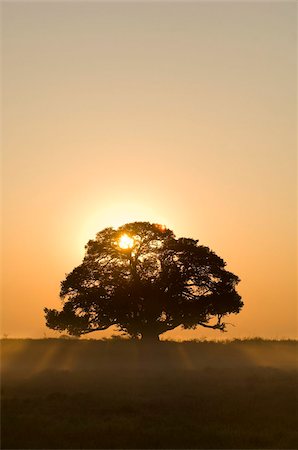 dusty environment - Sunrise, Busanga Plains, Kafue National Park, Zambia, Africa Stock Photo - Rights-Managed, Code: 841-03673373