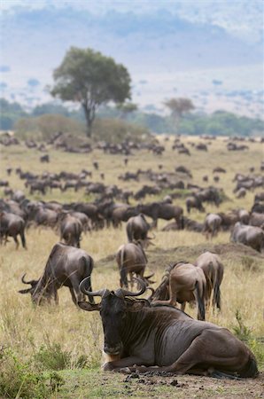 simsearch:841-03673537,k - Gnou (Connochaetes taurinus), Masai Mara, Kenya, Afrique de l'est, Afrique Photographie de stock - Rights-Managed, Code: 841-03673534