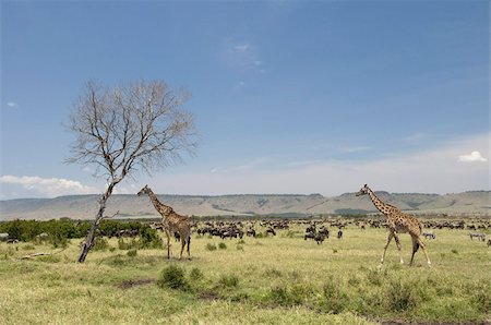 Masai Giraffe (Giraffa camelopardalis), Masai Mara, Kenya, East Africa, Africa Stock Photo - Rights-Managed, Code: 841-03673542
