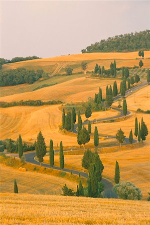 Cypress trees along rural road near Pienza, Val d'Orica, Siena province, Tuscany, Italy, Europe Stock Photo - Rights-Managed, Code: 841-03673805