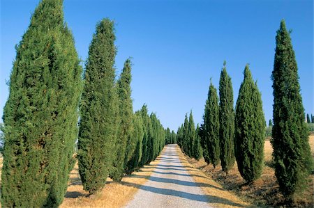 straight - Tree lined rural road, Val d'Orcia, Siena province, Tuscany, Italy, Europe Stock Photo - Rights-Managed, Code: 841-03673823