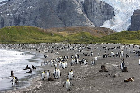 simsearch:841-07204335,k - King penguin colony (Aptenodytes patagonicus), Gold Harbour, South Georgia, Antarctic, Polar Regions Stock Photo - Rights-Managed, Code: 841-03673940