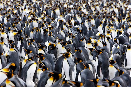 simsearch:841-07204335,k - King penguin colony (Aptenodytes patagonicus), Gold Harbour, South Georgia, Antarctic, Polar Regions Stock Photo - Rights-Managed, Code: 841-03673941