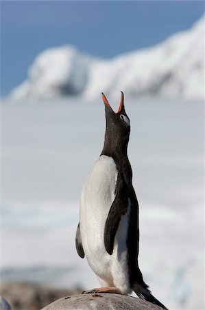 Gentoo penguin (Pygoscelis papua papua), Port Lockroy, Antarctic Peninsula, Antarctica, Polar Regions Stock Photo - Rights-Managed, Code: 841-03673968