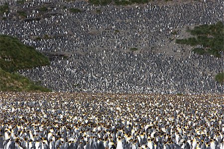 simsearch:841-07204335,k - King penguin colony (Aptenodytes patagonicus), Salisbury Plain, South Georgia, Antarctic, Polar Regions Stock Photo - Rights-Managed, Code: 841-03673974